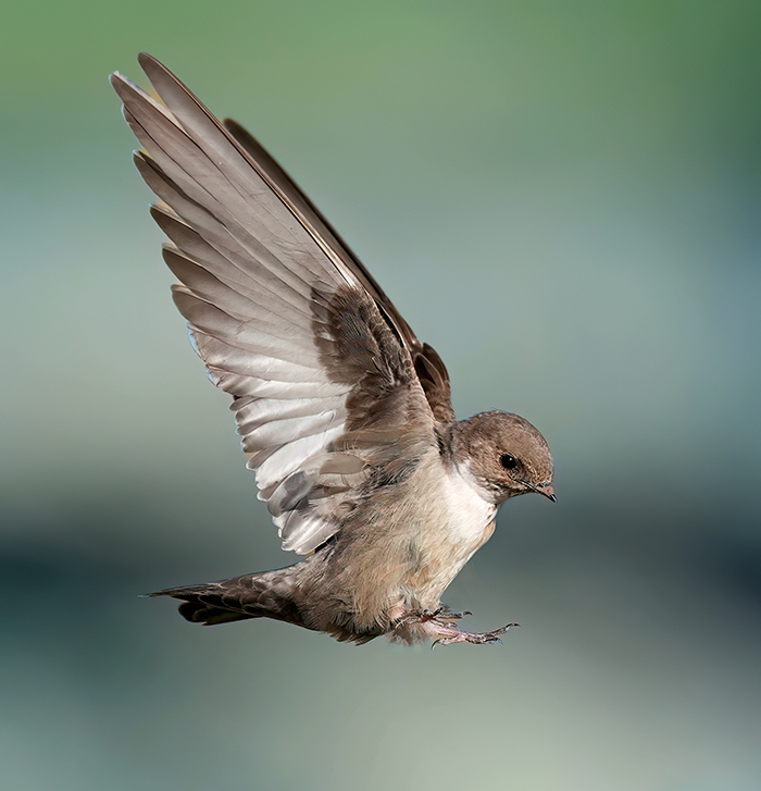 Vogelfotografie Spanien