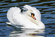 Schwan