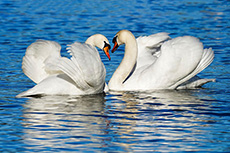 Schwan