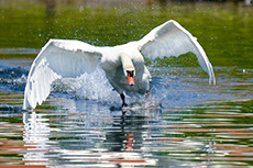 Schwan