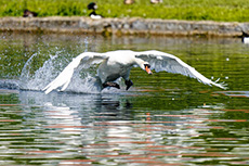 Schwan