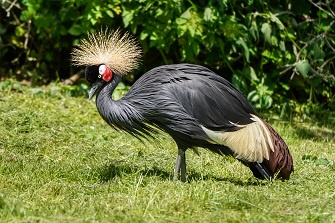 schwarzer Kronenkranich