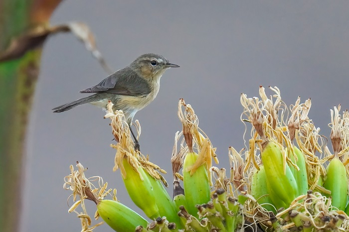 Vogelarten Gran Canaria