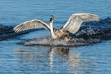Schwan