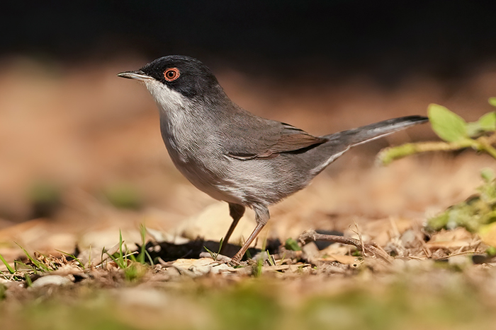 Ansitz Fotografie Vögel 