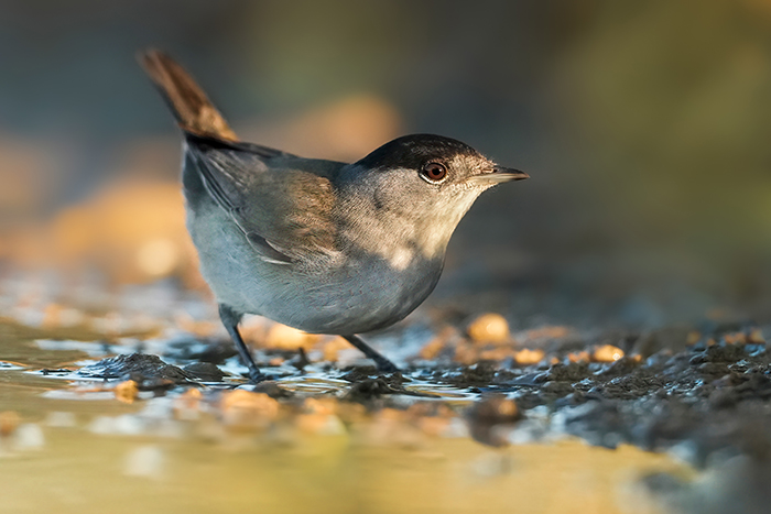Ansitzhütte Vogelfotografie