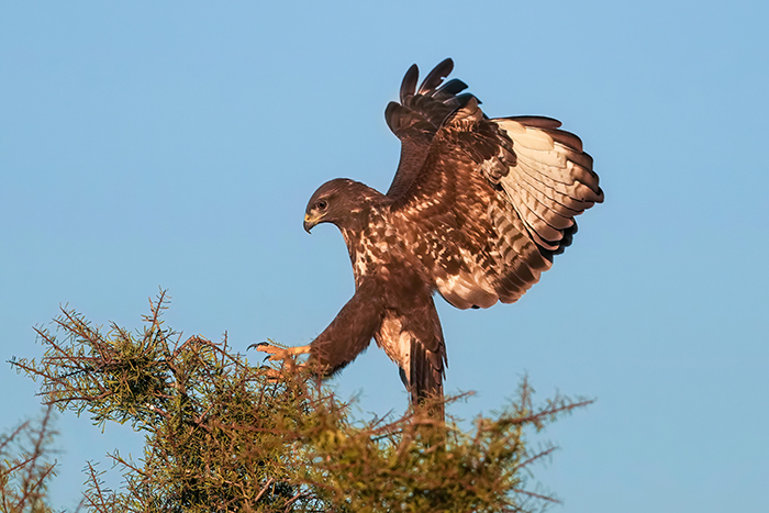 Bussard Fotoansitz