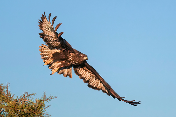 Bussard fotografieren