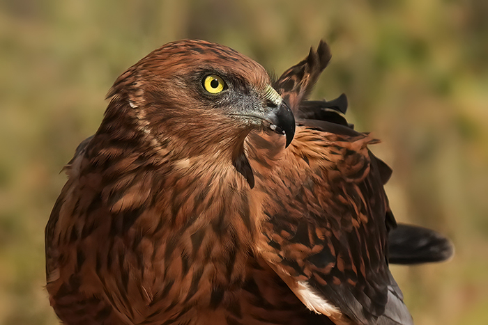 Fotoreise Greifvögel
