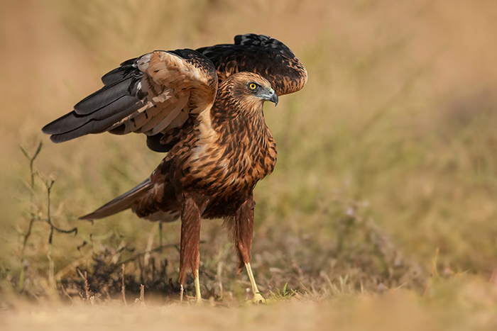 Greifvogel Fotoansitz