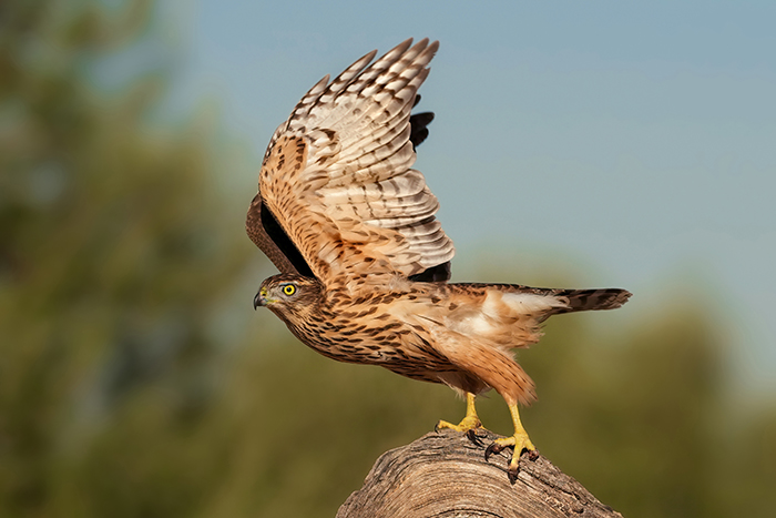 Greifvogel Fotoversteck Greifvogel Fotoansitz