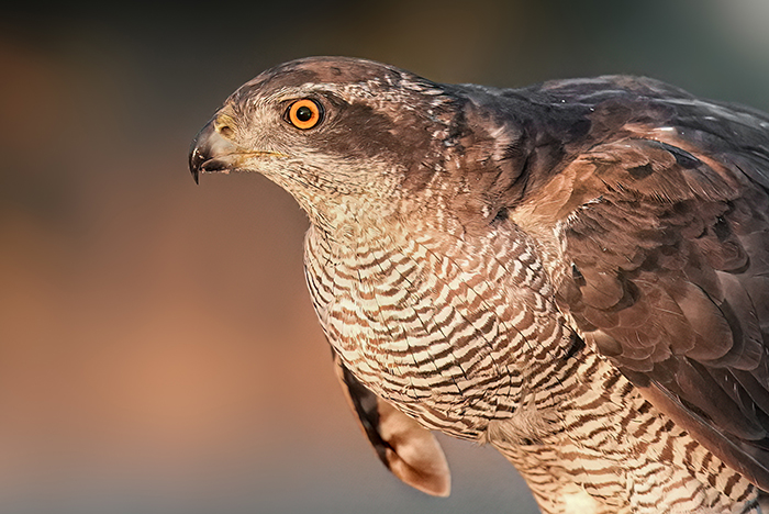 Greifvogel Habicht Fotoansitz
