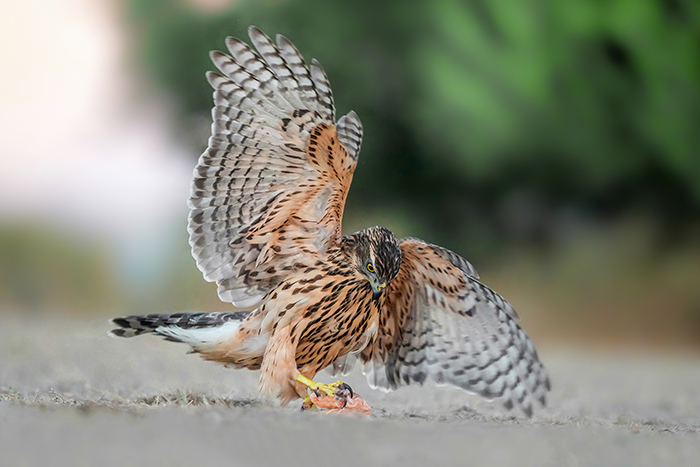 Katalonien Vögel