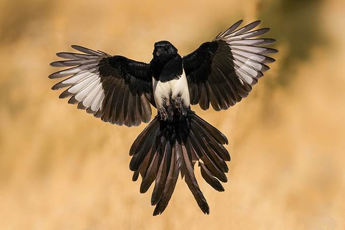 Vögel fotografieren