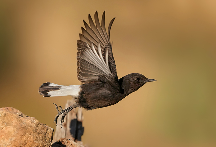 Vögel fotografieren
