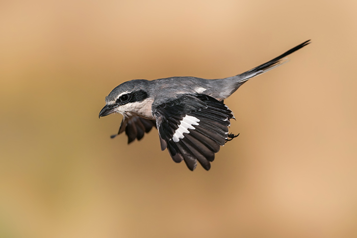 Vögel im Flug fotografieren