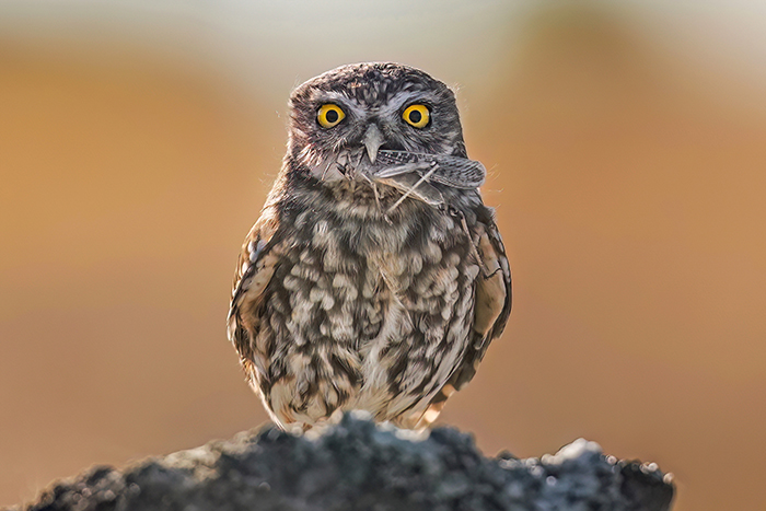 Vögel Spanien