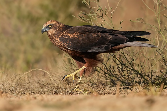 Vögel Vogelarten Spanien