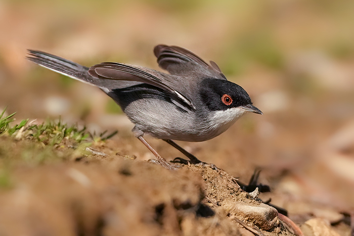 Vogel Ansitzfotografie