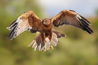 Vogel Fotoansitz