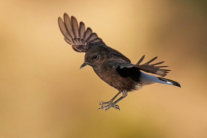 Vögel Ansitzfotografie