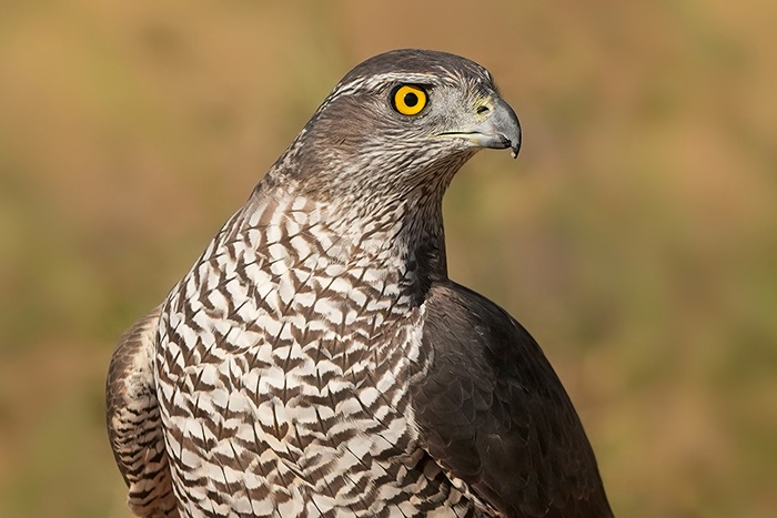 Vogel Fotoansitz