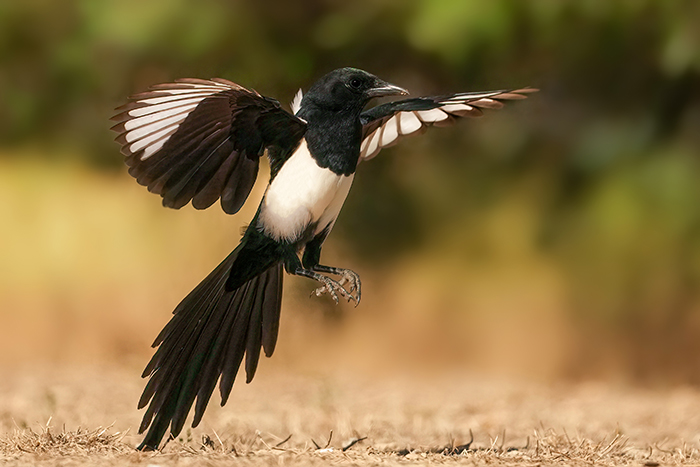 Vogelfotografie Reise 