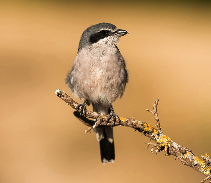 Vogelfotografie Reise