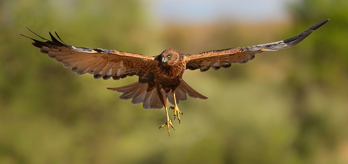 Vogelfotografie Spanien