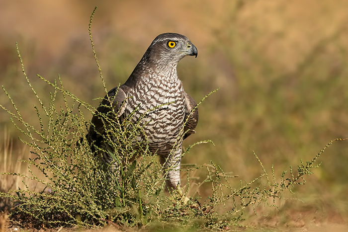 Vögel Vogelarten Spanien