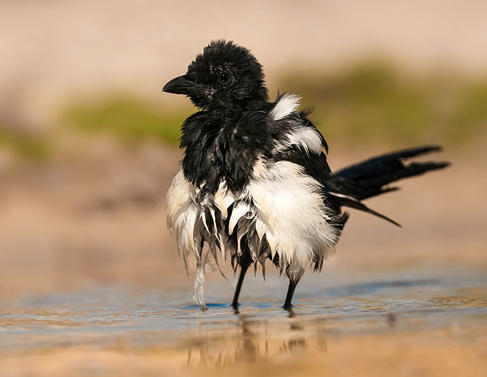 Vogelbeobachtung Spanien