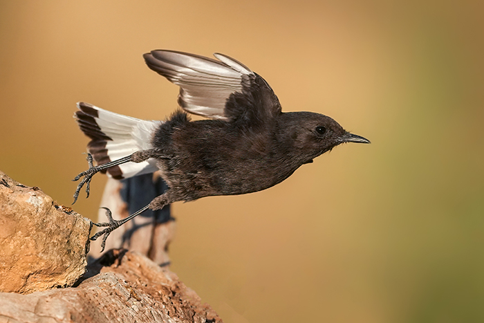 Vogelfotografie Reise