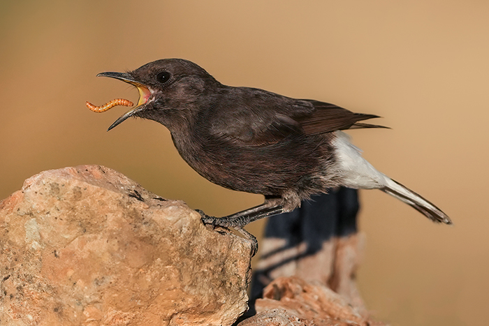 Vogelfotografie Reise