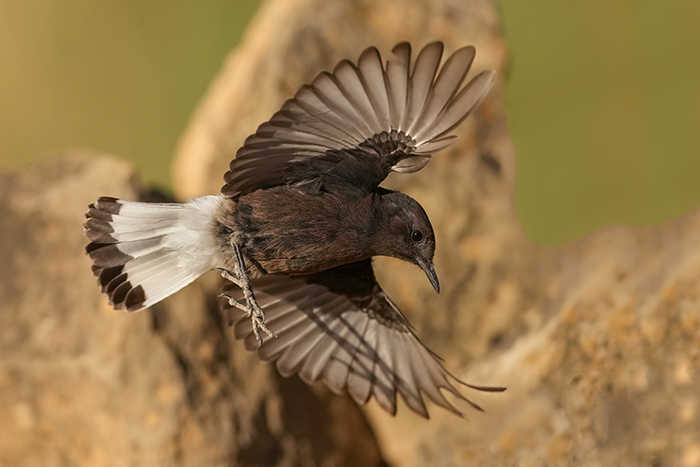 Vogelfotografie
