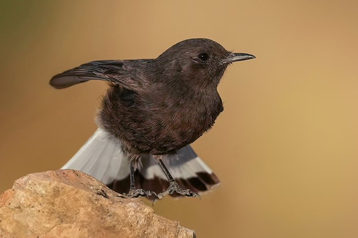 Vogelfotografie Reise