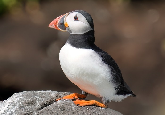 Vogel Fotoreise