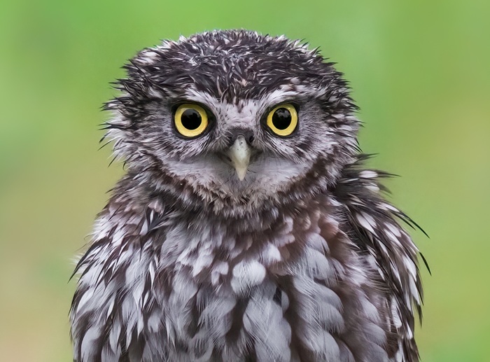 Vogel Fotoreise Spanien