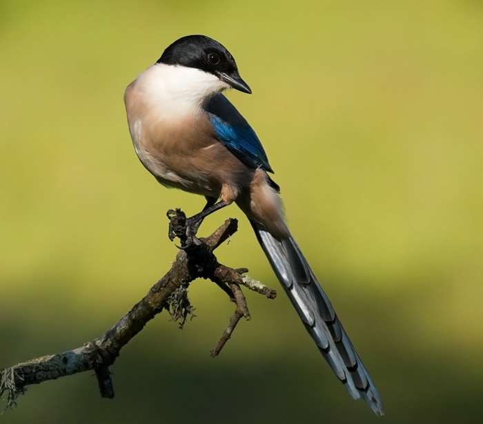 Vogel Fotografie Reise