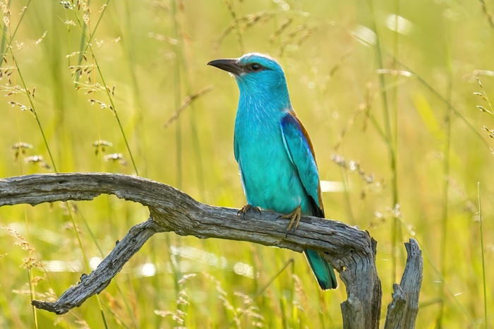 Vogel Fotoversteck