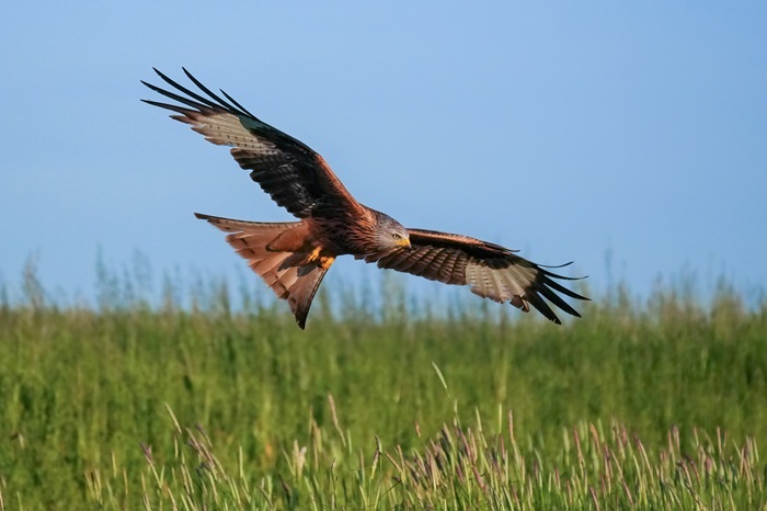 Vogelarten Spanien