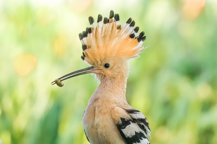 Vogelbeobachtung Vögel Spanien