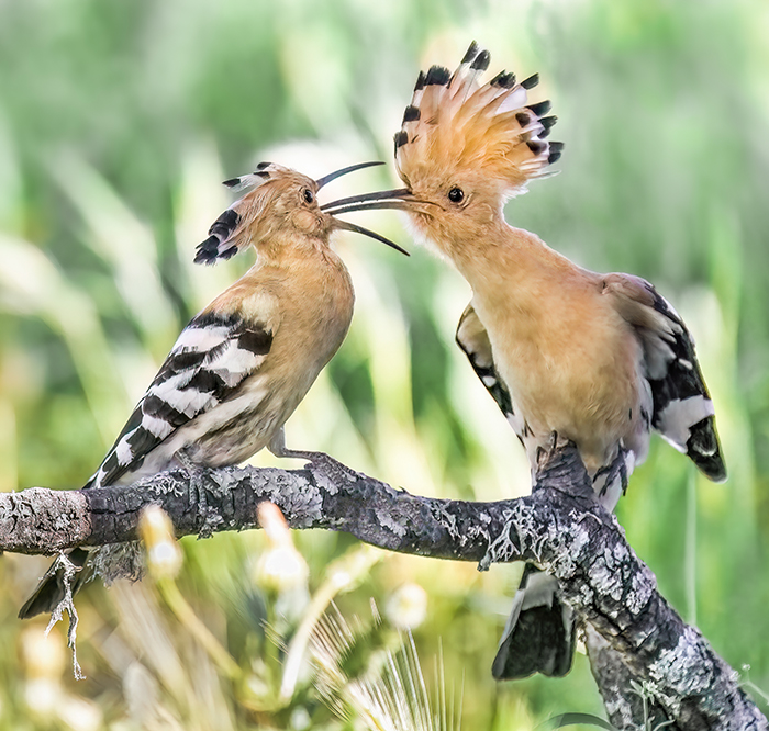 Wiedehopf Fotoversteck