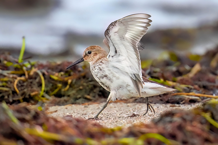 Vögel Vogelarten am Strand