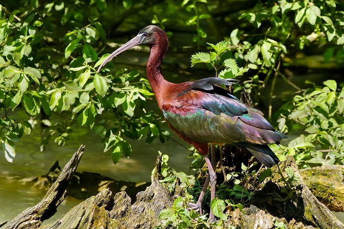 Vogelfototour Spanien