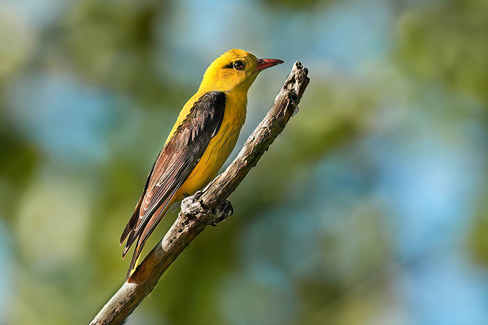 Vogelarten Spanien