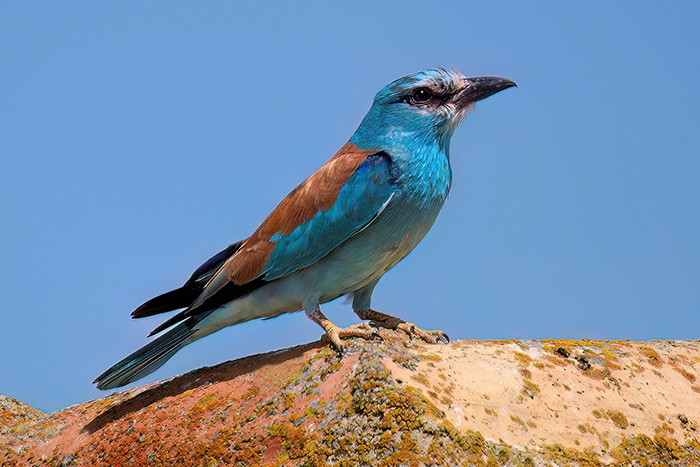 Vogelbeobachtung Spanien