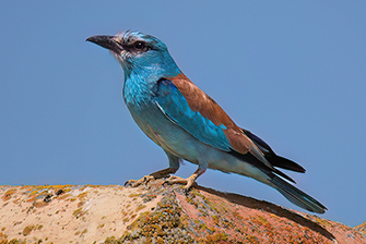 Vogelbeobachtung Spanien