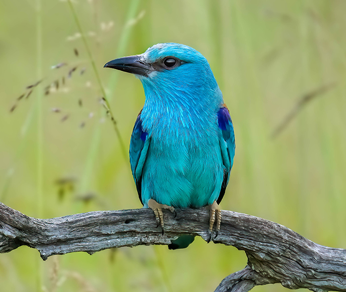Vogelbeobachtung Spanien