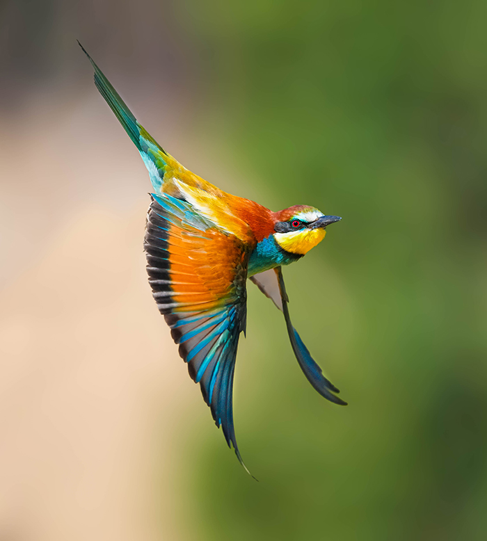 Bienenfresser fotografieren