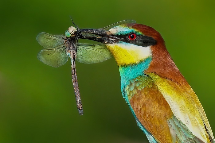 Vögel fotografieren lernen